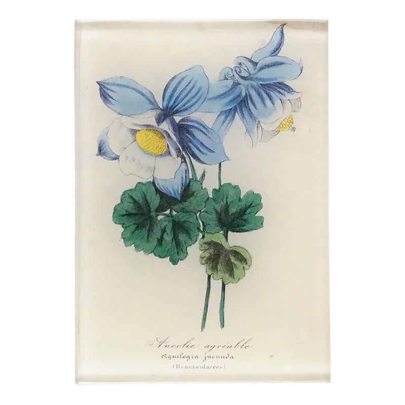 John Derian 'Ancolie' 3.5 x 5" Tiny Rectangle Tray