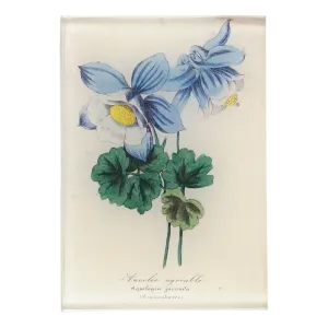 John Derian 'Ancolie' 3.5 x 5" Tiny Rectangle Tray
