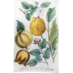 John Derian N. 703 Lemon & Quince 10 x 16" Rectangular Tray